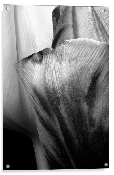 closeup of two tulips in black & white Acrylic by youri Mahieu