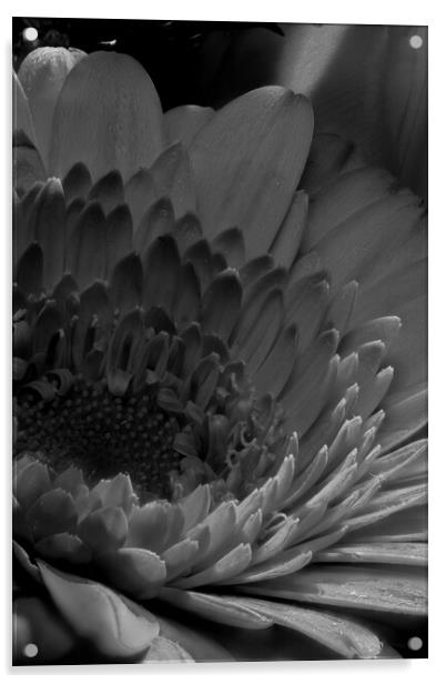 closeup of marigold in black and white Acrylic by youri Mahieu