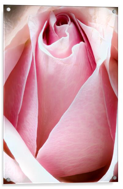Closeup of a rose Acrylic by youri Mahieu