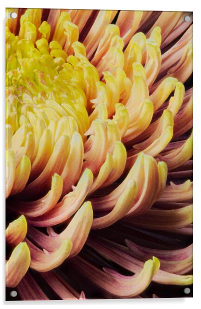 closeup of chrysanthemum morifolium Acrylic by youri Mahieu
