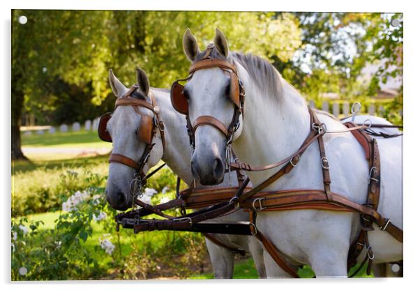 two white horses at a carriage Acrylic by youri Mahieu