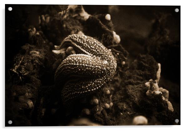 starfish eating a mussel in sepia Acrylic by youri Mahieu