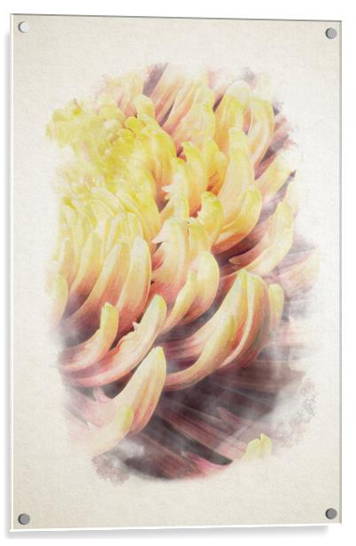 closeup of chrysanthemum morifolium in watercolor Acrylic by youri Mahieu