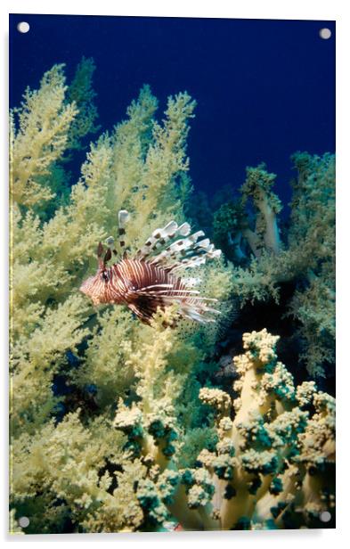 lionfish with soft coral Acrylic by youri Mahieu