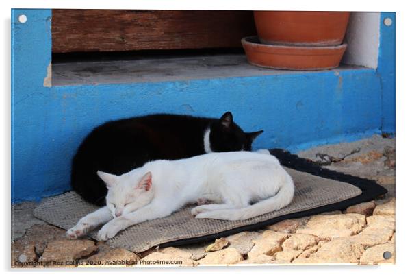 Taking a Cat Nap Acrylic by Roz Collins