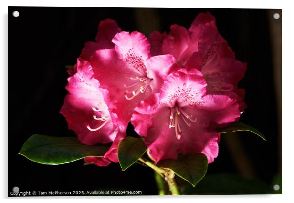 Elegant Mauve Rhododendron Acrylic by Tom McPherson