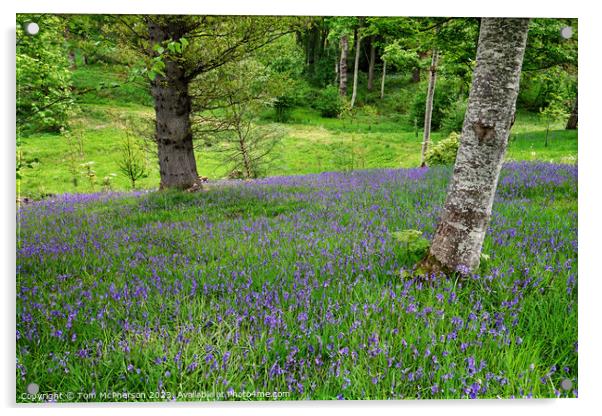 Serene Bluebell Wood Acrylic by Tom McPherson