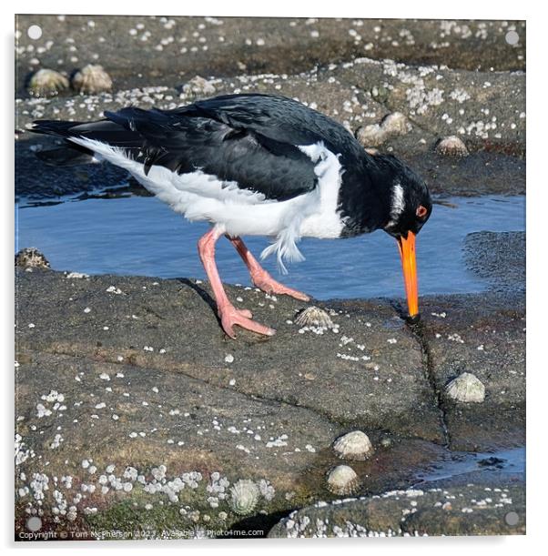 Oystercatcher in rock pools Acrylic by Tom McPherson