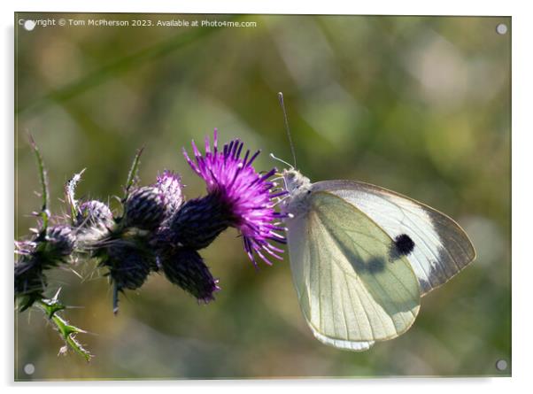 Cabbage White Butterfly Acrylic by Tom McPherson