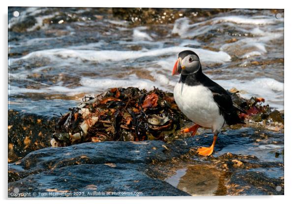 The Adorable Atlantic Puffin Acrylic by Tom McPherson