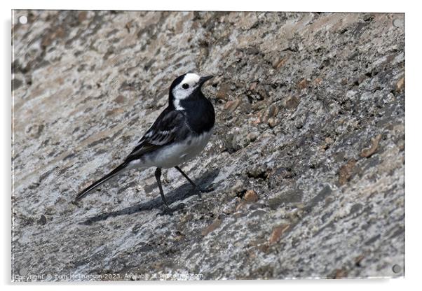 Striking Black and White Pied Wagtail Acrylic by Tom McPherson