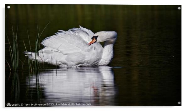 Graceful Swan Acrylic by Tom McPherson