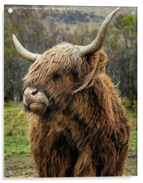 Quirky Highland Cow Stares into the Camera Acrylic by Tom McPherson