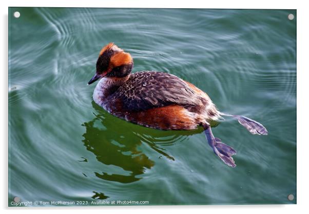 "Graceful Slavonian Grebe Glides through Burghead  Acrylic by Tom McPherson