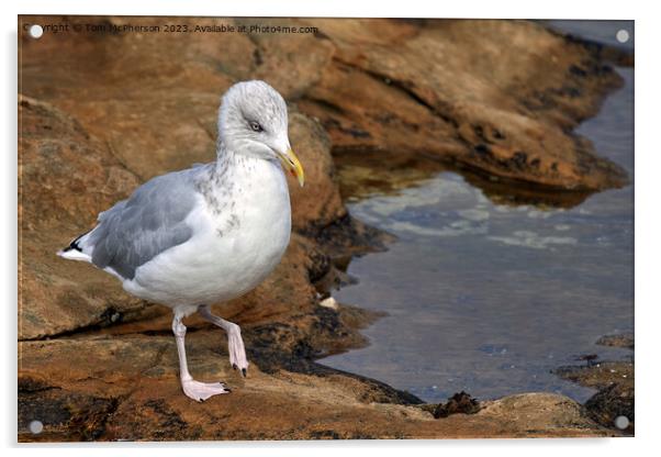 "Graceful Herring Gull Perched on Rocky Shore" Acrylic by Tom McPherson