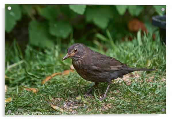 Graceful Female Blackbird Captivated in Verdant Su Acrylic by Tom McPherson