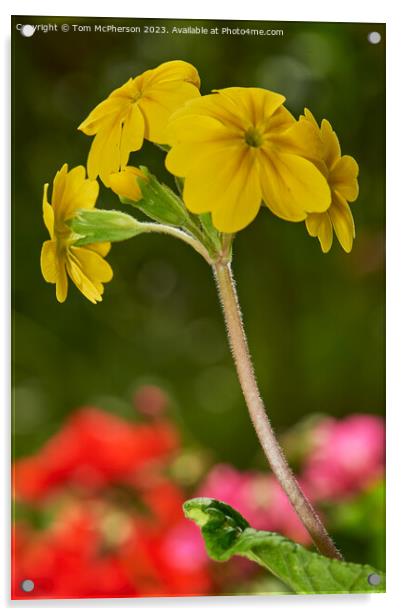 "Radiant Beauty: A Vibrant Yellow Wallflower" Acrylic by Tom McPherson
