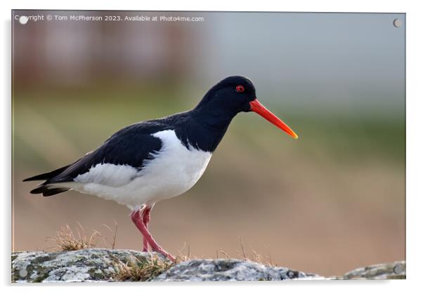 The Graceful Oystercatcher Acrylic by Tom McPherson