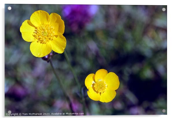 'Dainty Persian Ranunculus Polyanthemos Unveiled' Acrylic by Tom McPherson