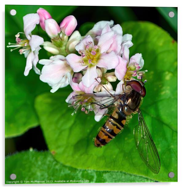 Hoverfly: Unseen Guardian of Blooms Acrylic by Tom McPherson