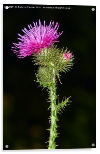 Enigmatic Origins of the Scottish Thistle Acrylic by Tom McPherson