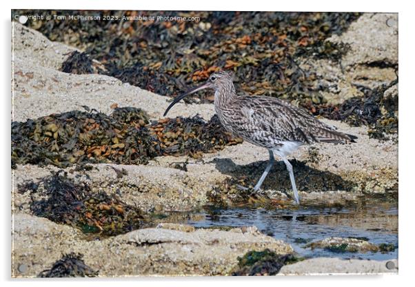 Curlew's Command on Coastal Rocks Acrylic by Tom McPherson