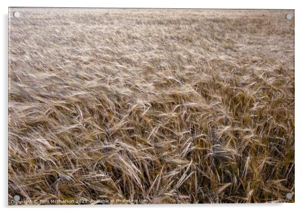 Golden Harvest: Scottish Wheat Field Acrylic by Tom McPherson