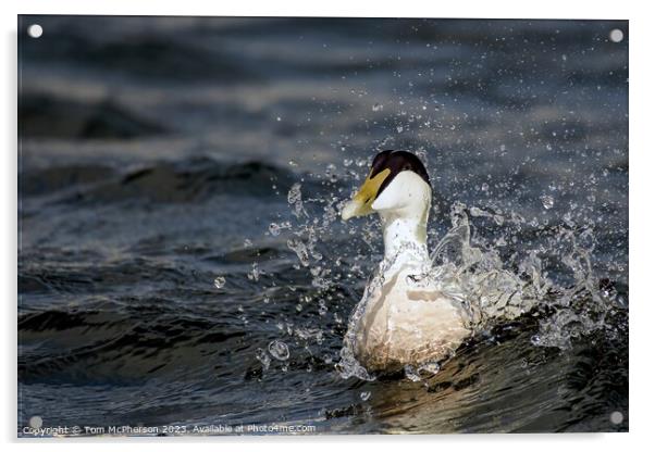 Hardy Native: The UK's Robust Eider Duck Acrylic by Tom McPherson