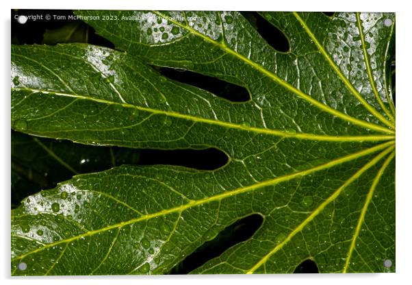 Enchanting Fatsia Japonica in Autumn Bloom Acrylic by Tom McPherson