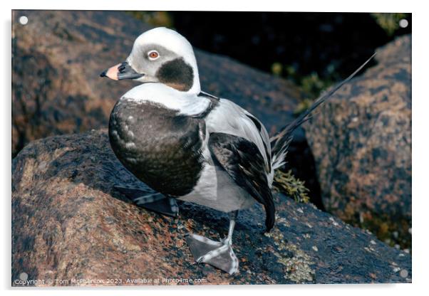 Arctic Wanderer: Long-Tailed Duck Portrait Acrylic by Tom McPherson