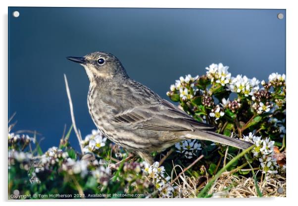 Coastal Guardian: The Rock Pipit Acrylic by Tom McPherson