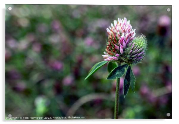 Vibrant Pink Hues: Trifolium Pratense Acrylic by Tom McPherson