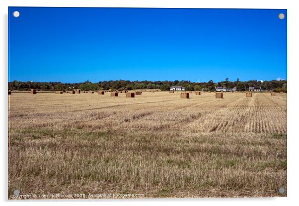 Harvest's Bounty: Duffus Field's Golden Bales Acrylic by Tom McPherson