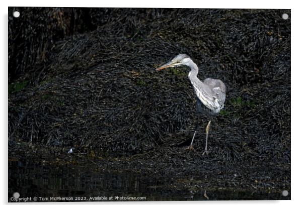 Elegant Grey Heron Immersed in Nature Acrylic by Tom McPherson