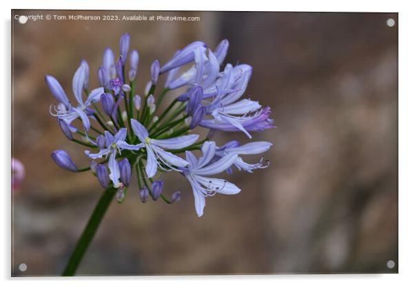 Summer's Glory: The African Lily Acrylic by Tom McPherson