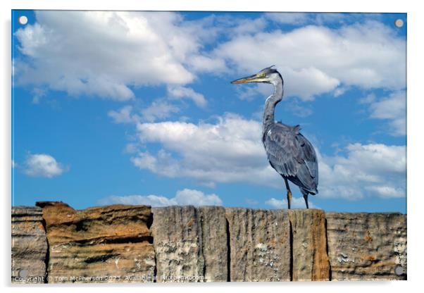 'Burghead's Grey Heron: A Feathered Emissary' Acrylic by Tom McPherson