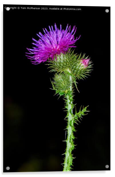 flower of Scotland Acrylic by Tom McPherson