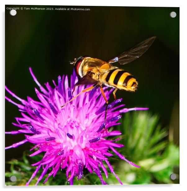 Bumblebee's Dance on Spiky Thistle Acrylic by Tom McPherson