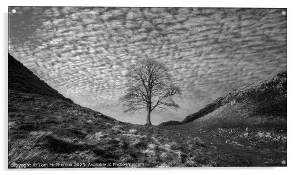 Sycamore Gap (Robin Hood Tree)  Acrylic by Tom McPherson
