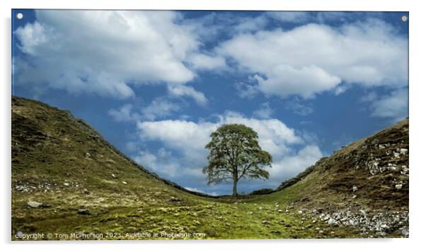 The Sycamore Gap tree Acrylic by Tom McPherson