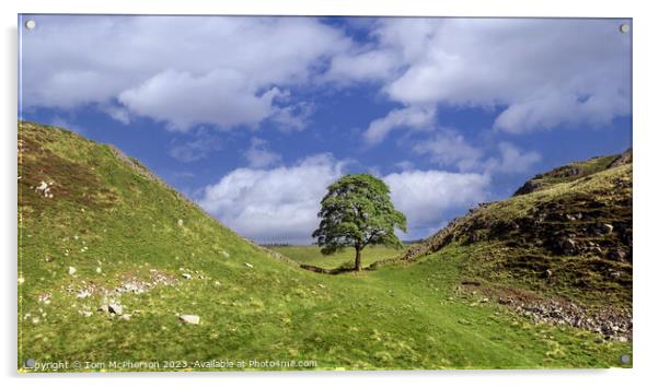 The Iconic Sycamore Gap Tree Acrylic by Tom McPherson