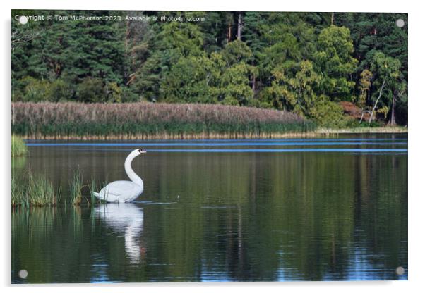 Mute swan on Loch of Blairs Acrylic by Tom McPherson