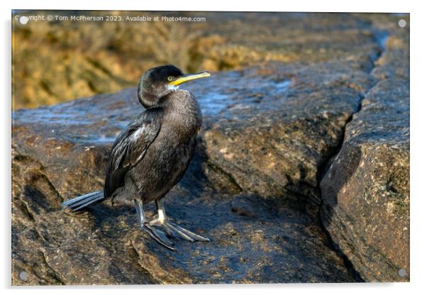 Cormorant Acrylic by Tom McPherson