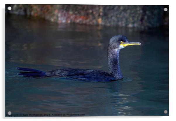 Cormorant swimming in Burghead harbour Acrylic by Tom McPherson
