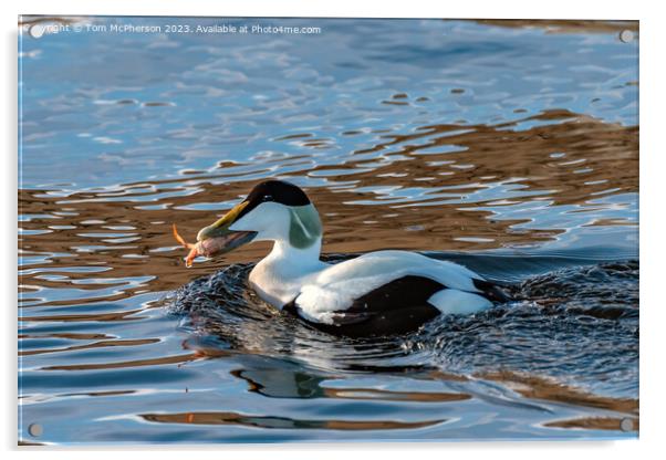 Eider Duck, Male, eating Crab Acrylic by Tom McPherson