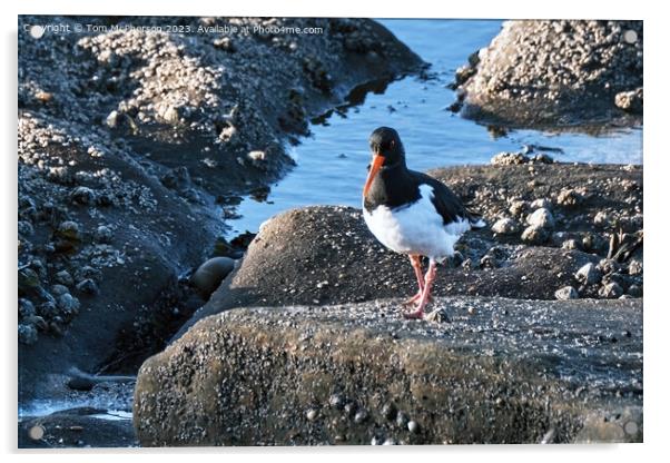 The oystercatcher Acrylic by Tom McPherson