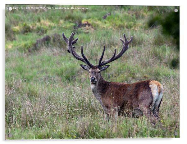 Red Deer Stag Acrylic by Tom McPherson