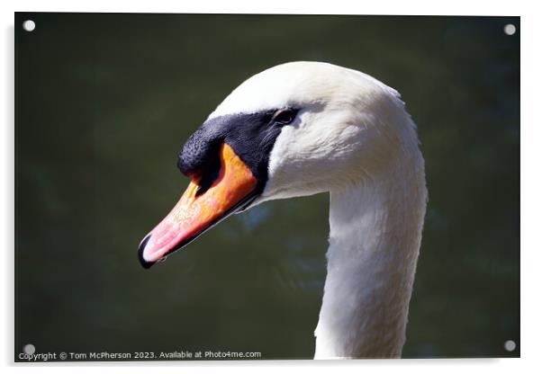 Mute Swan Acrylic by Tom McPherson