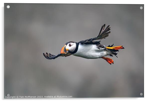 Puffin in Flight Acrylic by Tom McPherson