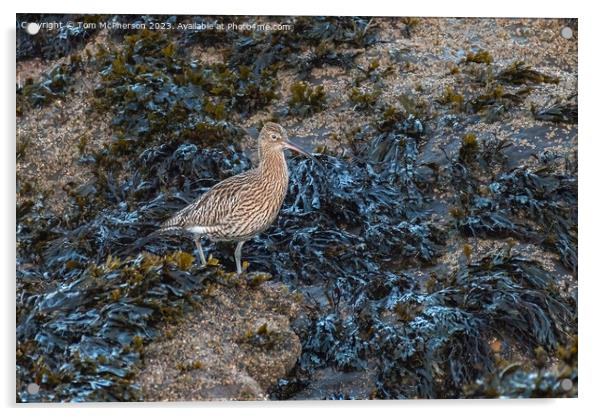 Curlew Acrylic by Tom McPherson
